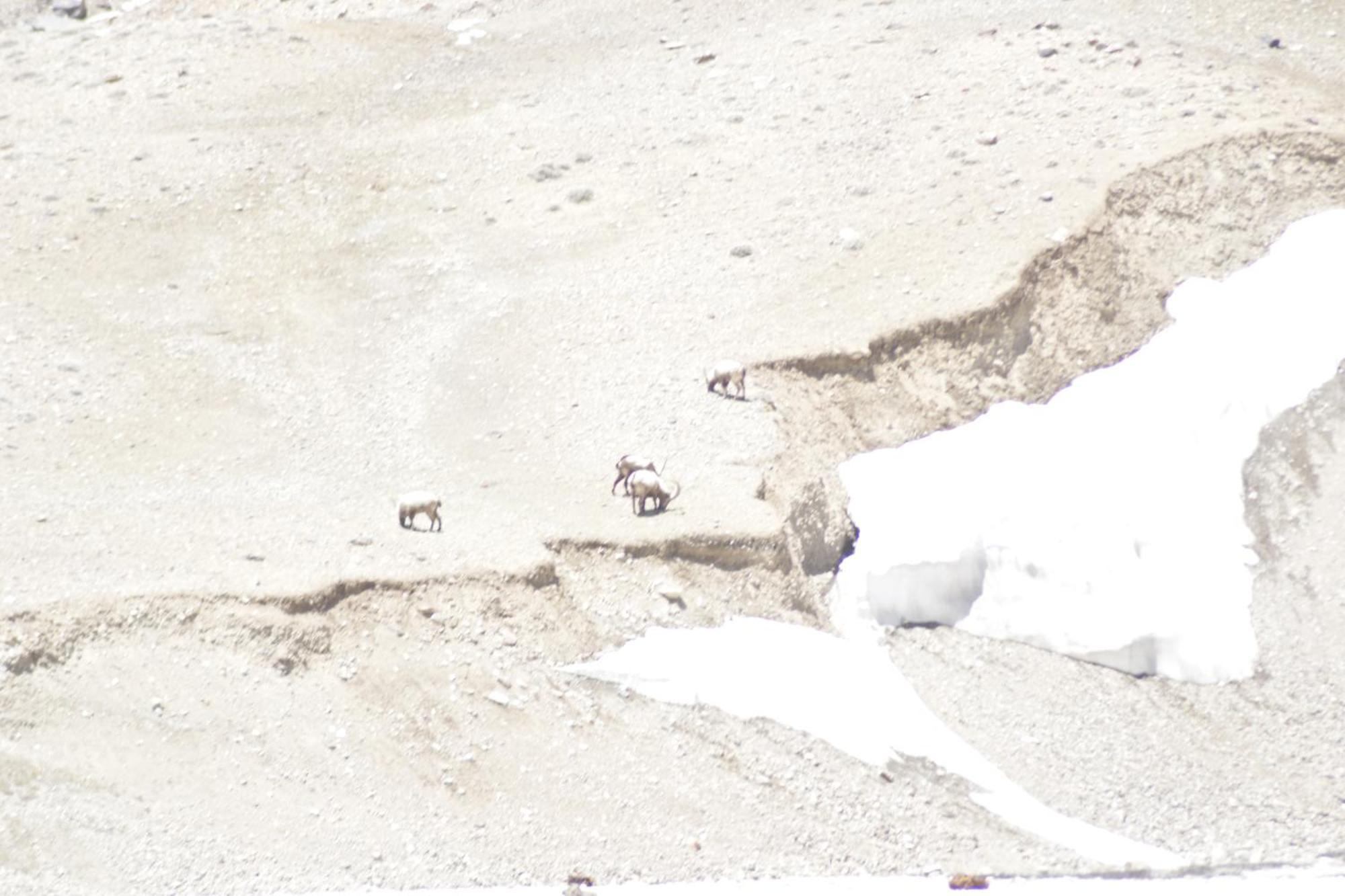 Himalayan Routes Camp Sarchu 호텔 Sir Bhum Chun 외부 사진